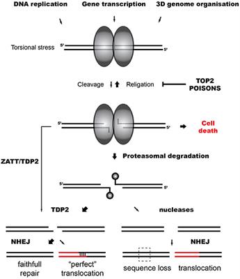 DNA Double Strand Breaks and Chromosomal Translocations Induced by DNA Topoisomerase II